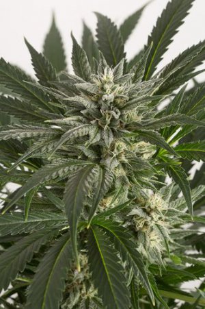 Семена Dinafem Seeds Blue Critical (Автоцветущие феминизированные)