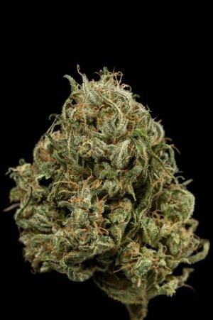 Семена Dinafem Seeds Cheese XXL (Автоцветущие феминизированные)