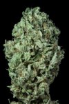 Sour Diesel (Автоцветущие феминизированные)